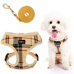 Pappy Harness And Leash Set